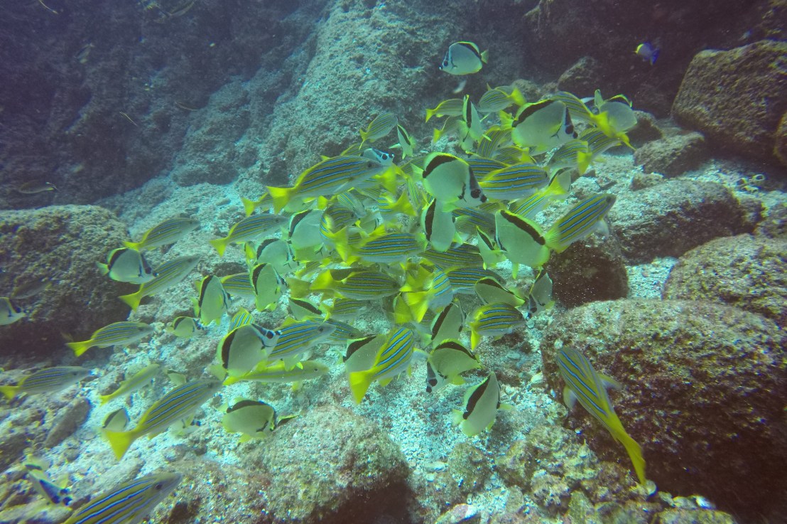 I Want to Become a Natural/Marine Scientist. Which Classes Should I&nbsp;Take?