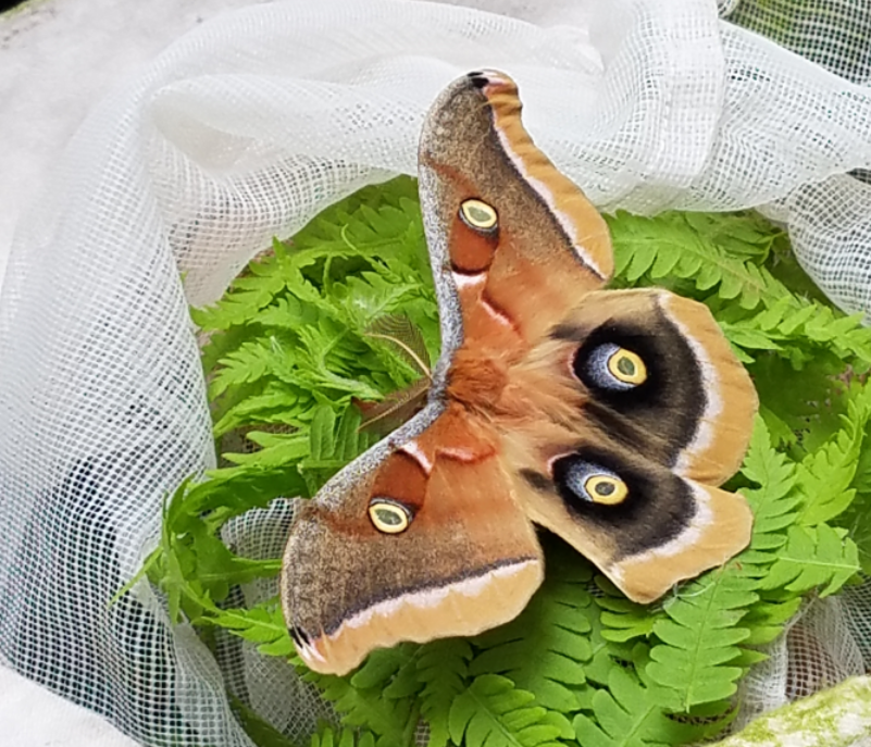 Fieldwork as an&nbsp;Aspie